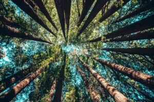 The Importance of Forest Stewardship Council Membership in the Paper Business