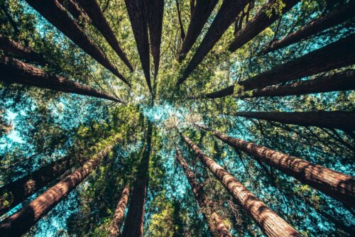 Read more about the article The Importance of Forest Stewardship Council Membership in the Paper Business